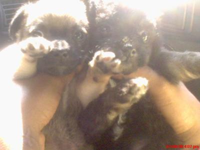 The lil Moochies being pampered as usual