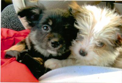 lGypsy and LuLu Belle..sisters