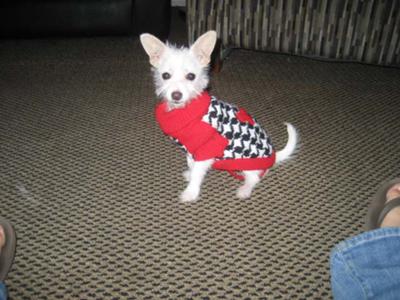 One of the cutest Malchi puppies ever!