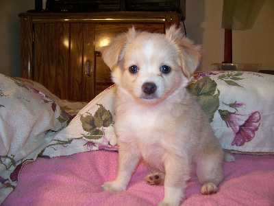 Mickey the Malchi puppy