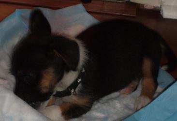 Prada my malchi puppy