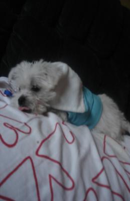 Came in from a walk on a cool and windy day (has his little blue vest on)