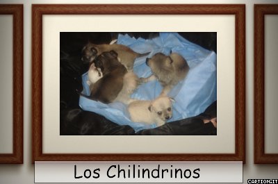 Snuggles is the one in front