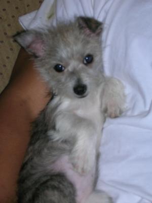 One of the cutest Malchi puppies ever!