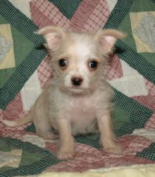 Malchi puppies picture from the breeder