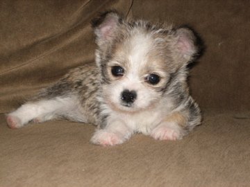 Zeus 8 week old Malchi