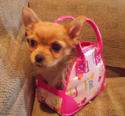 She fits in a play puppy purse!