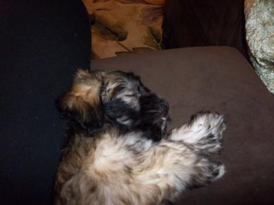 Sleeping Beauty 