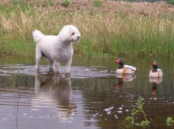 I love looking at the Ducks