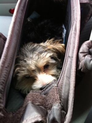 Mortimus in his doggie bag