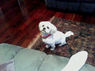 Rosie 13/09/11