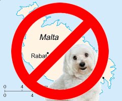 Maltese dogs not from Malta Island