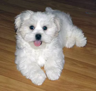Adopted Maltese - Coco