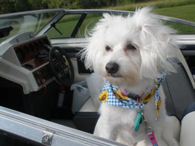 Sassy is ready for the boat trip!