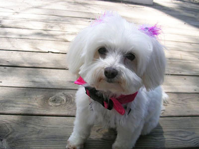 Maltese dog bow