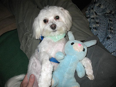 Maltese dog with stuffed animal