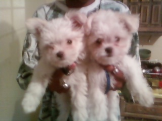Chewy is on the left Gizmo is on the right