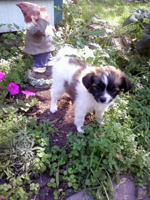 Sukie gardening