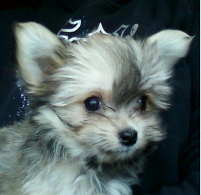 Little Bear, 11 weeks old
