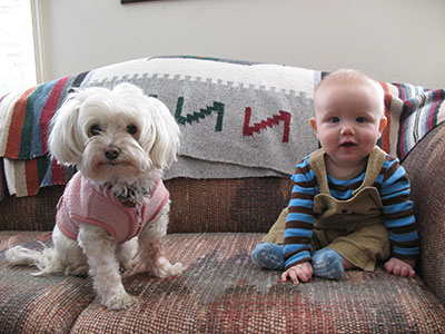 Maltese with baby