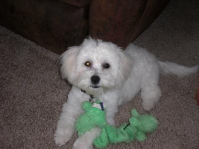 Bob and his favorite toy