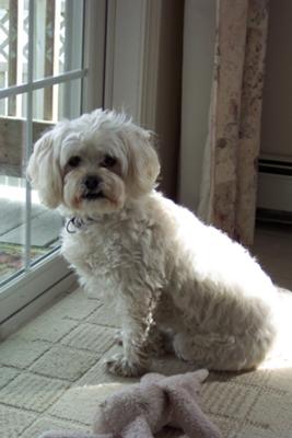 Maltese Cross Shih Tzu watching for squirels