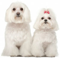 Two Maltese dogs