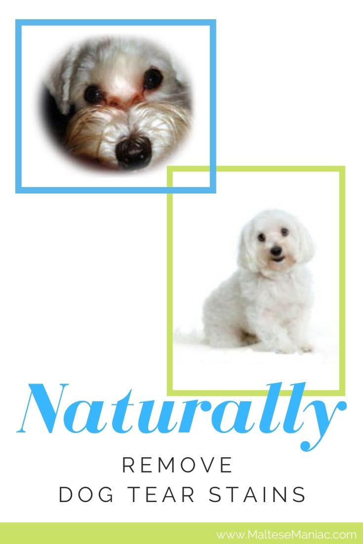 Discover what natural remedies can reduce or even remove dog tear stains. Dog tear staining is one of the biggest problems Maltese owners face.