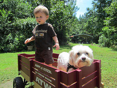 Maltese with toddler