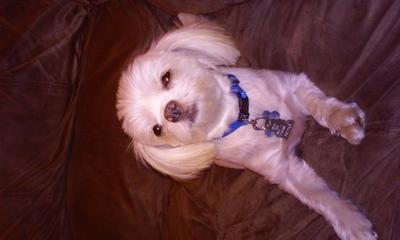 My Little Love Bug  Lucy Lu