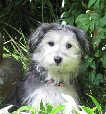 Lily at 5 months