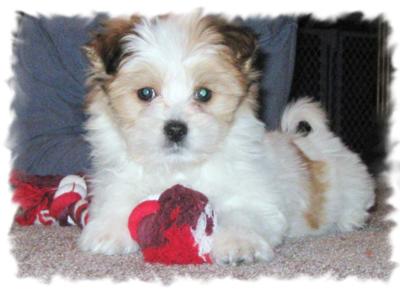 Maltese Papillion puppy Rascal at 9 weeks old