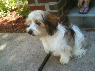 Moxie Max