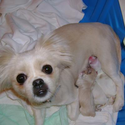 mom and puppies