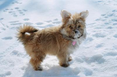 Lilly in the snow =D