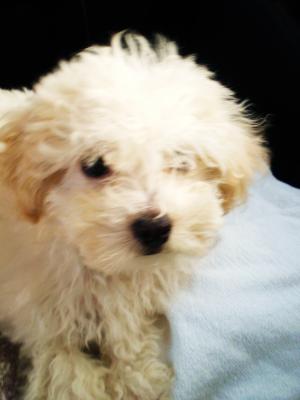 One of the cutest Maltipoo puppies ever