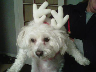 Reindeer Molly