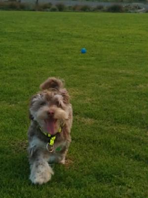 playing at the park.