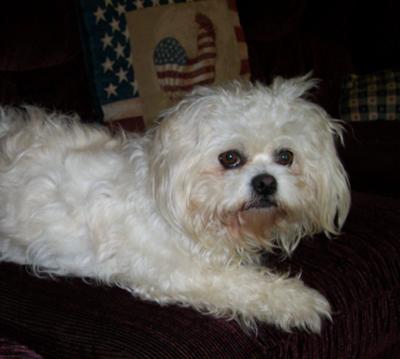 maltese and poodle mixes maltese and poodle mixes