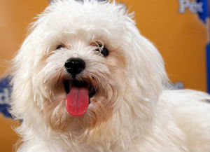 Maltese Poodle Puppy Bowl