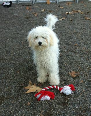 Meeting Lily at the Shelter