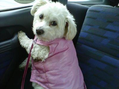 Molly out for a ride in the car 