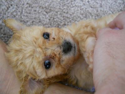 This is Zoey when we first got her!