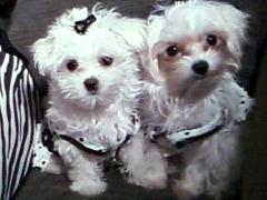 Icee and Ayoki