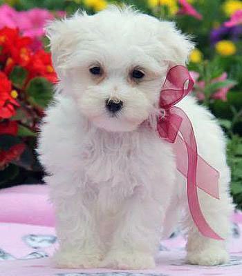 Maltese Puppy Dog - Ruby