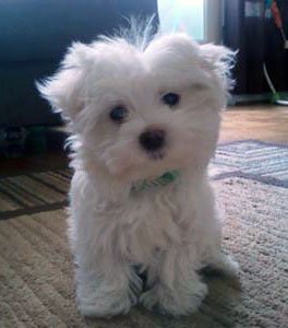 Maltese puppy dog names - Mikey