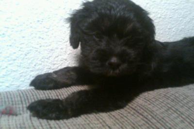 Day 1-Baxter is 8 weeks old