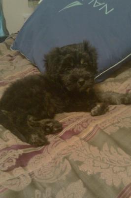 After his puppy trim :D