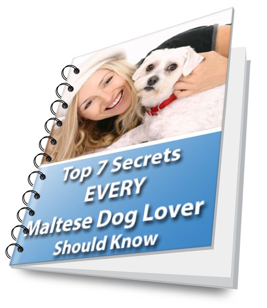 The Ultimate Guide to a Happy, Healthy Maltese Dog!