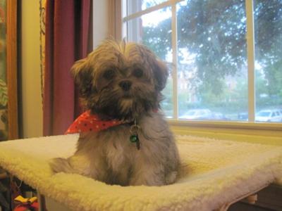 Buddy in his favorite spot, the window